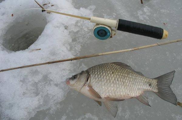 Зимняя рыбалка на карася - где, на что и как ловить