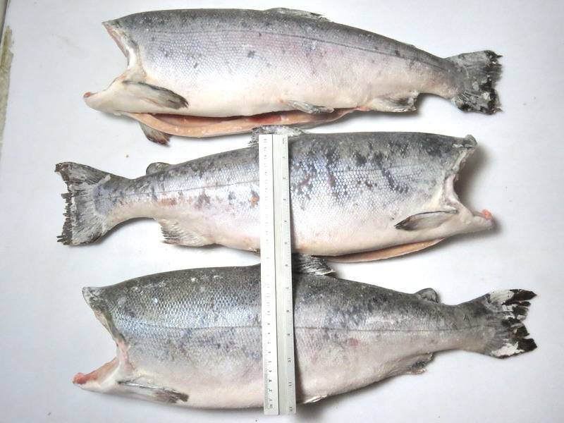 Рыба кета – вкусные рецепты приготовления