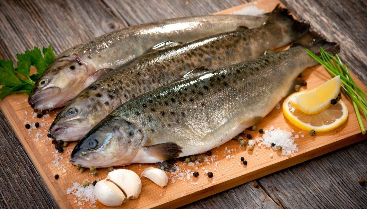 Рыба кефаль – блестящее чудо для здорового, бюджетного питания