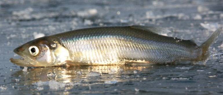 Какие бывают виды рыб семейства корюшки, чем питается и где водится корюшка, основные способы ее ловли