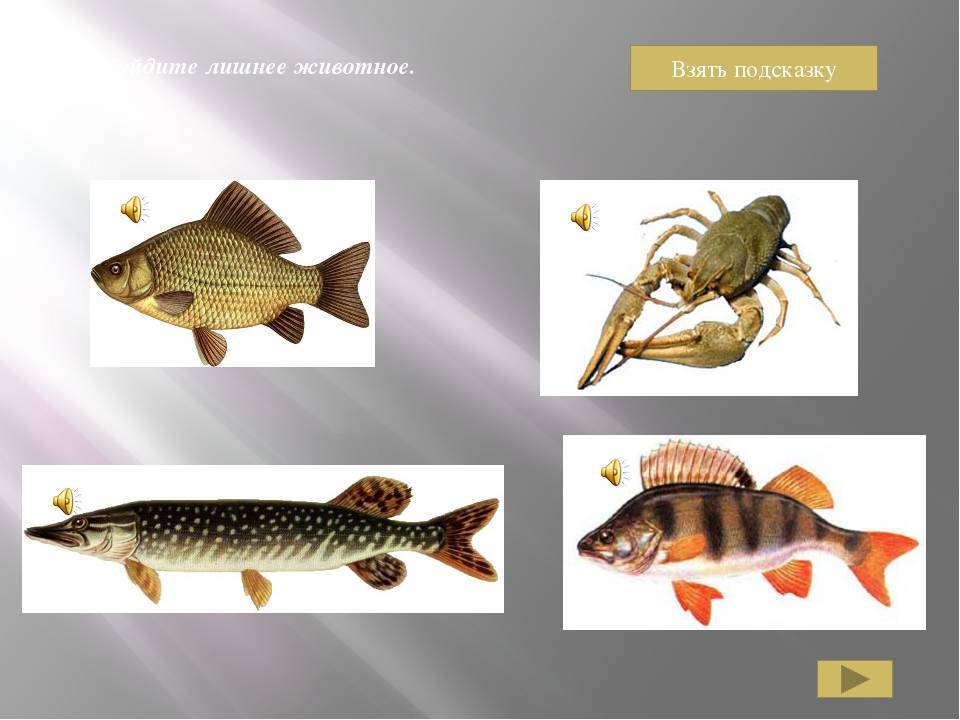 Щука рыба. образ жизни и среда обитания щуки