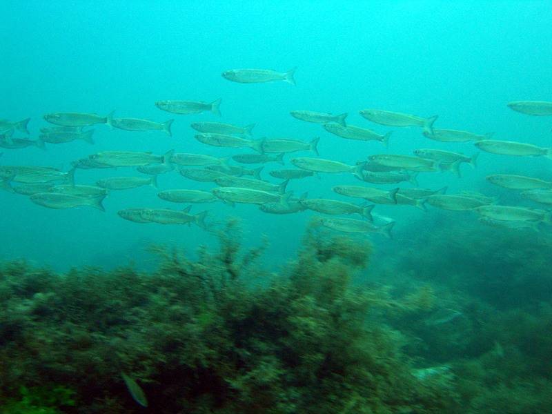 Подводная охота на кефаль: средиземноморский губач в черном море