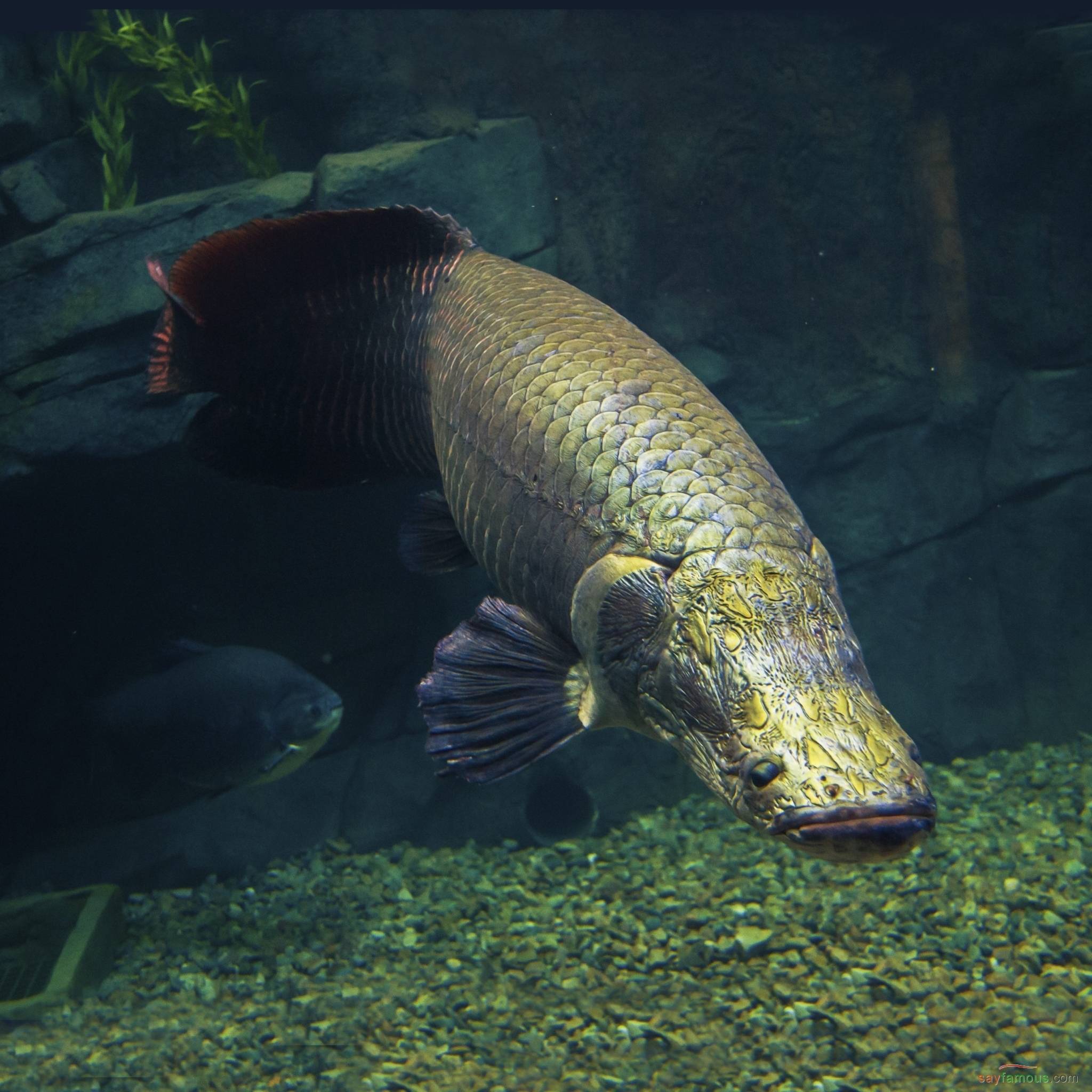 Арапаима гигас: общие сведения о рыбе arapaima, особенности размножения пираруку, рацион питания