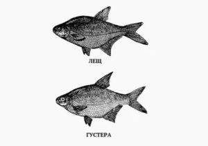 Лещ - описание, фото, способы ловли леща, прикормка, места ловли