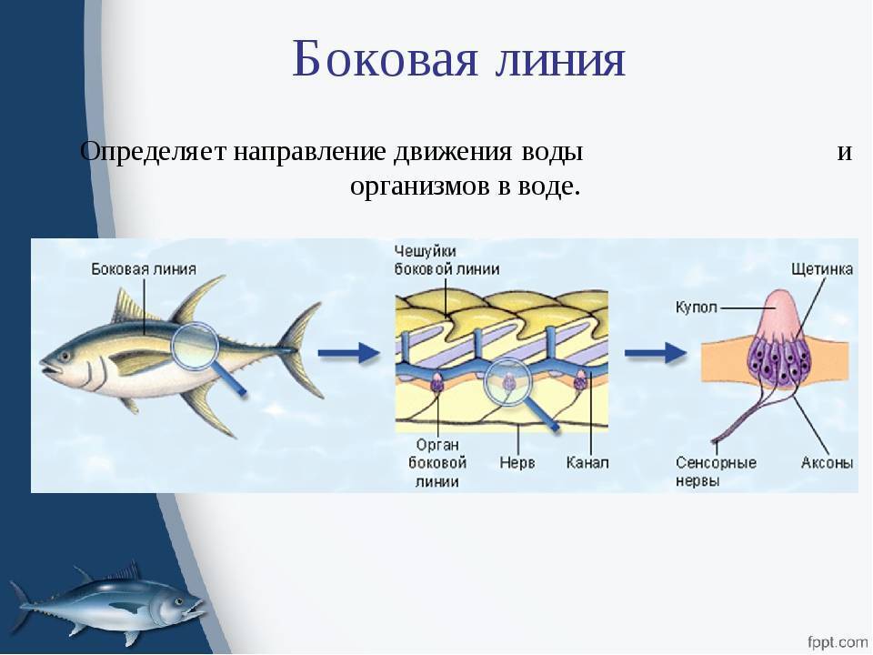 Боковая линия рыб, как использовать на рыбалке ⋆ rest-river.ru