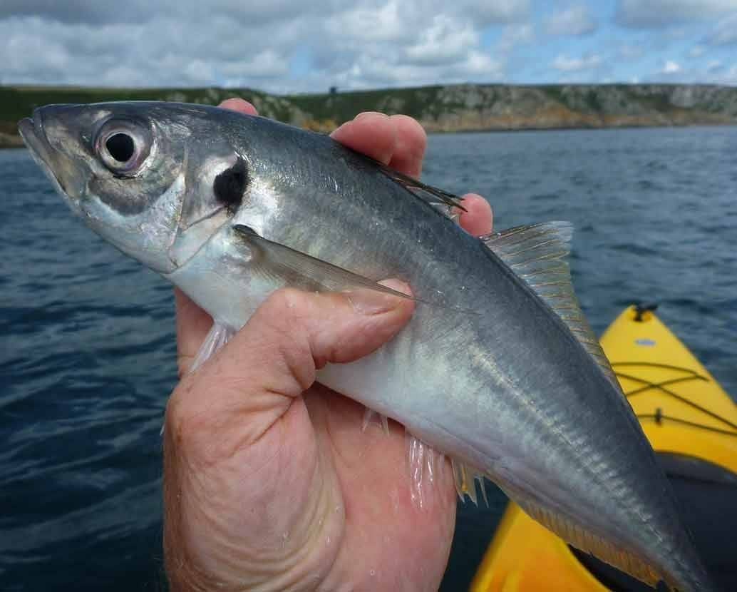 Рыбалка в анапе (морская и речная) — как ловить с берега, какая рыба водится в море