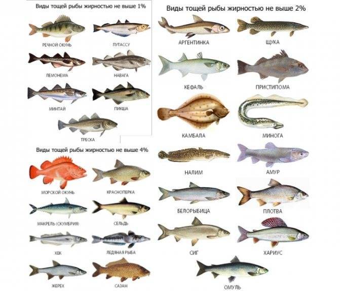 Нежирная рыба для диеты, список сортов и как можно приготовить