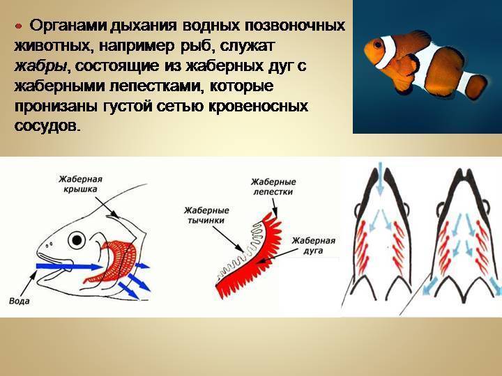 Жаберное дыхание животных. Строение дыхательной системы позвоночных. Строение дыхательной системы рыб. Дыхательная система рыб жабры. Строение дыхательной системы позвоночных животных.