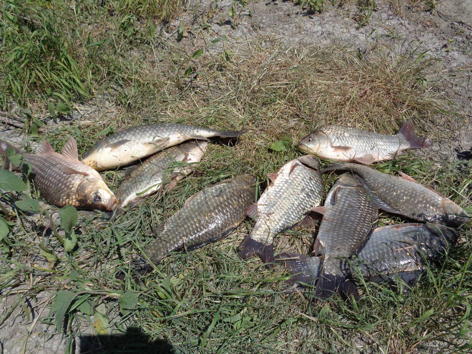 Рыбалка на реке ишим в разное время года