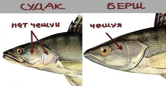 Берш и судак: в чем отличия, что это за рыба