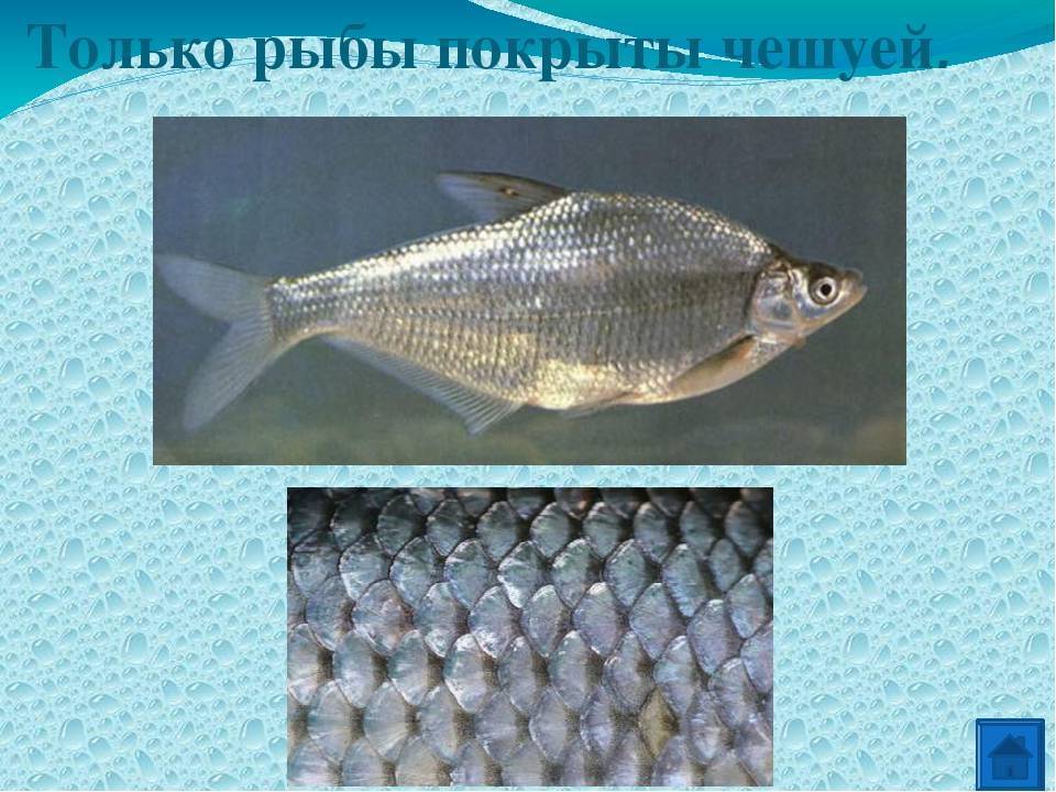 Распространенные представители рыбы без чешуи