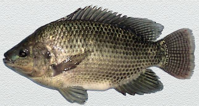 Рыба тилапия – польза и вред