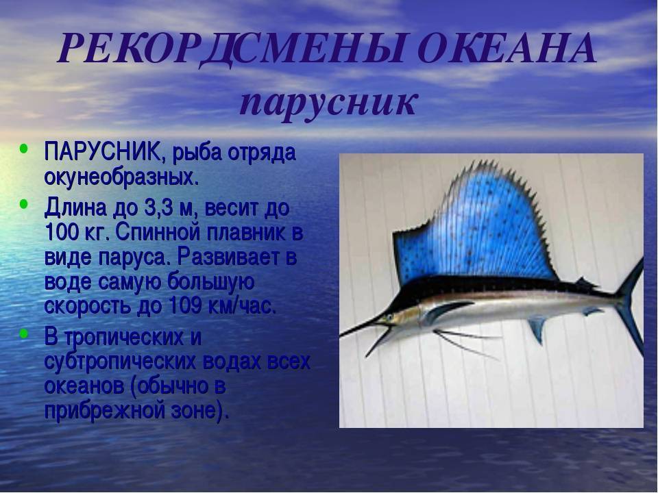 Рыба-парусник: фото, описание, где живет и чем питается