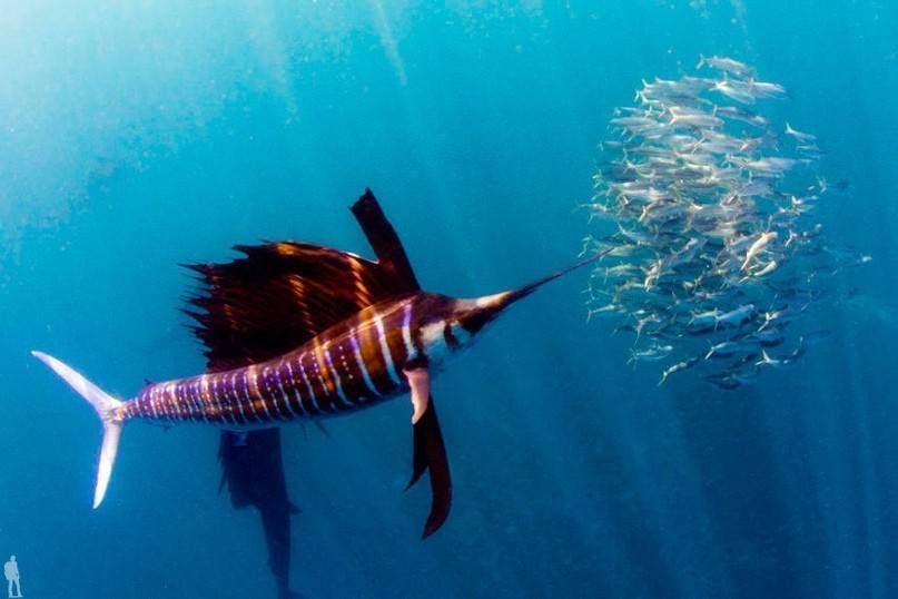 Парусник - рыба, плавающая быстрее всех рыб в мире. ловля, описание, скорость :: syl.ru