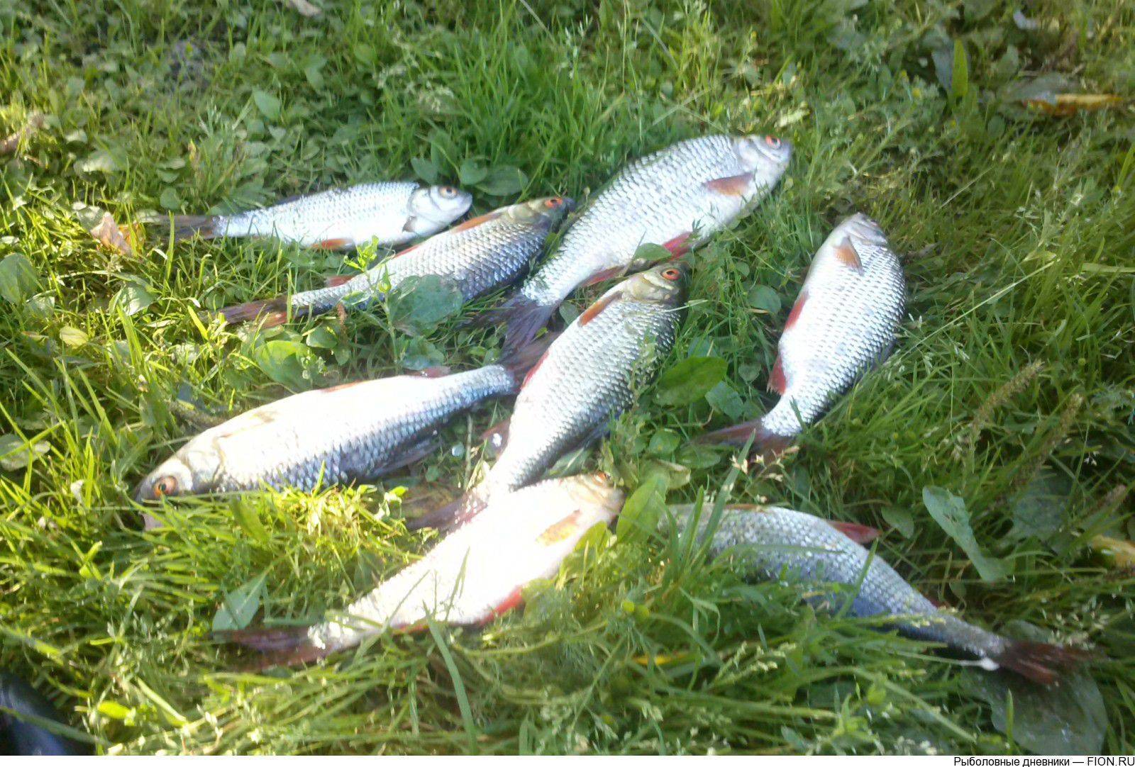 Платная рыбалка на озере сенеже в подмосковье: отчеты, отзывы о рыбалке на рыбхозе