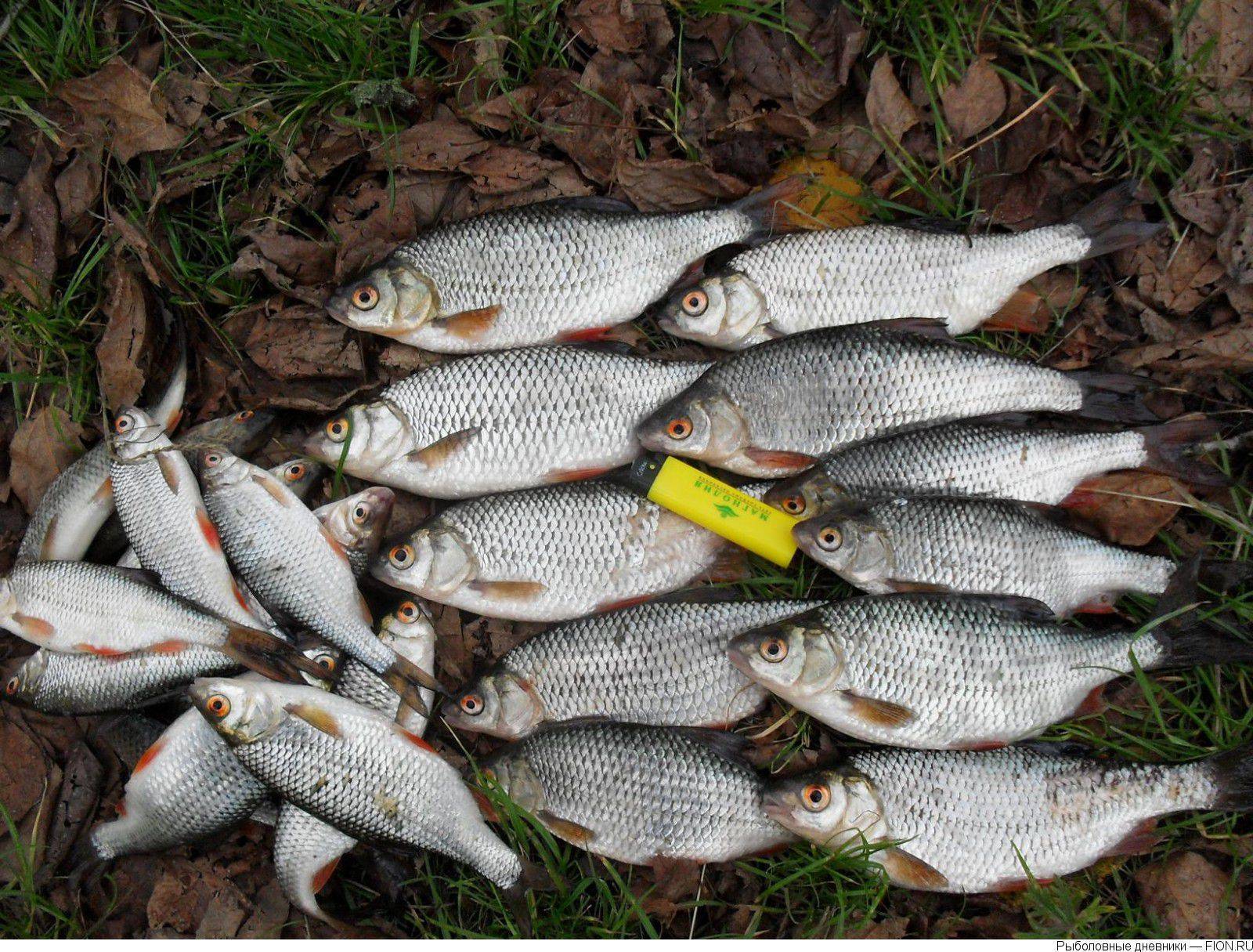 Рыбхоз сенеж - описание услуг и цен на платную рыбалку