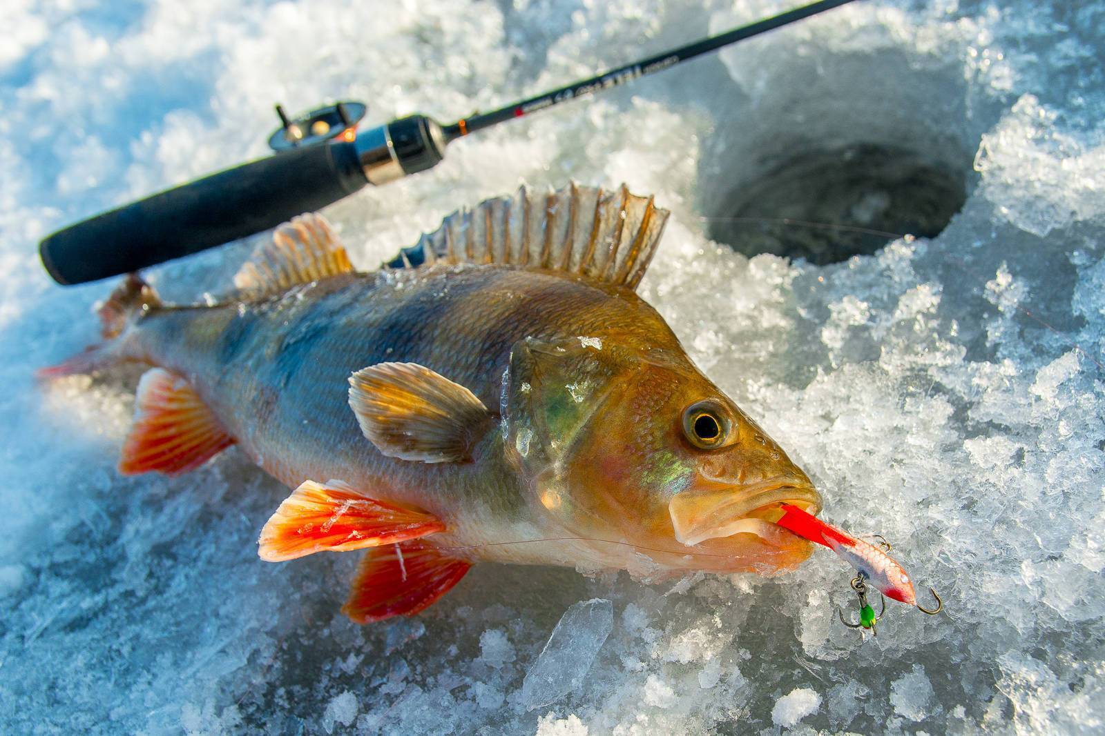 Зимняя рыбалка на балансир: ловля окуня, щуки, судака со льда
