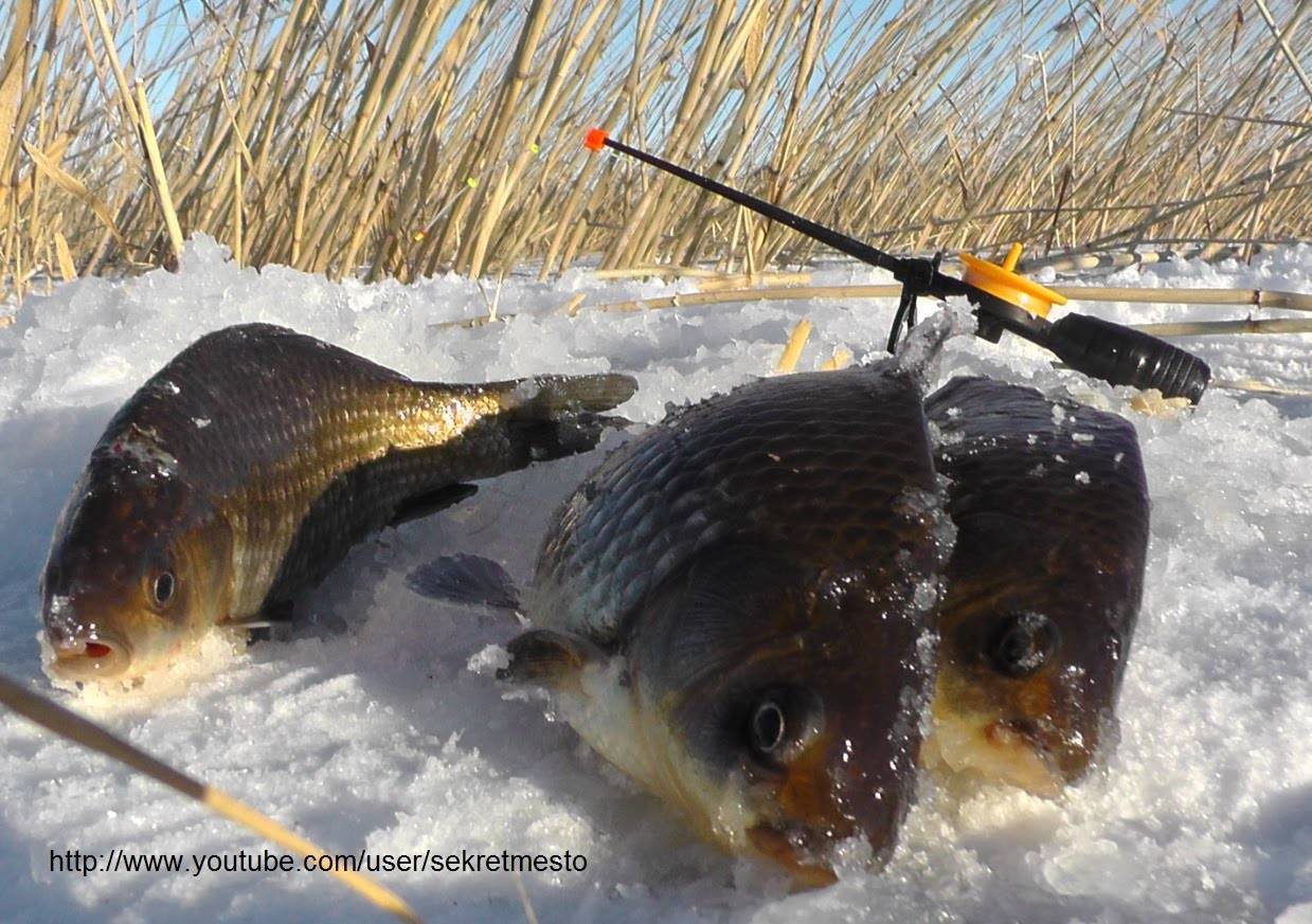 Ловля карпа зимой: как прикармливать и чем ловить рыбу