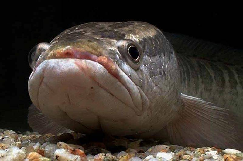 Рыба змееголов: описание и среда обитания, необычные свойства рыбы с головой змеи и особенности ее ловли, фото