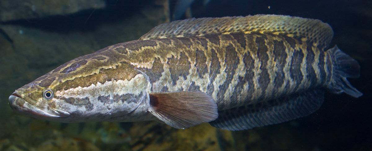 Рыба змееголов: особенности, виды, ловля и искусственное содержание