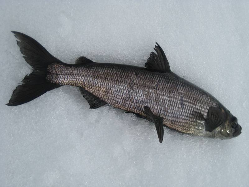 Рыба рипус: описание, среда обитания, рыбалка, рецепты приготовления