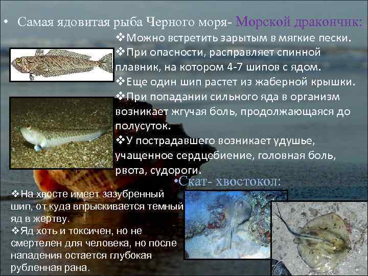 Топ-16 смертоносных и ядовитых рыб на земле — природа мира