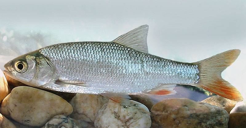 Язь - 70 фото вкусной рыбы обитающей преимущественно в россии