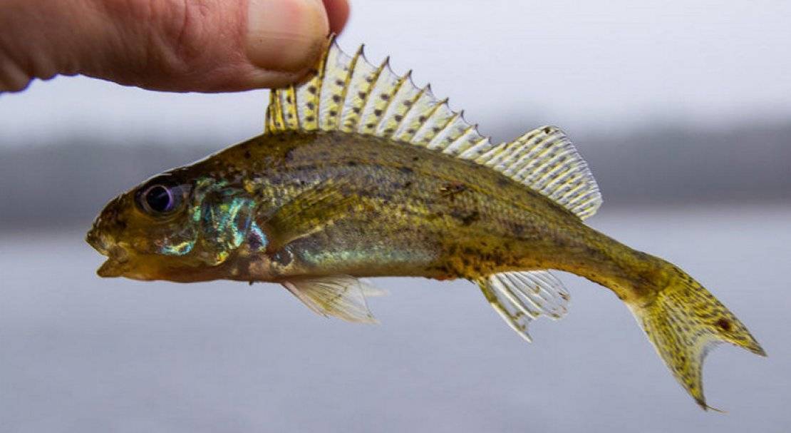 Рыба ерш обыкновенный - легкая на удочку и симпатичная на вид (фото)