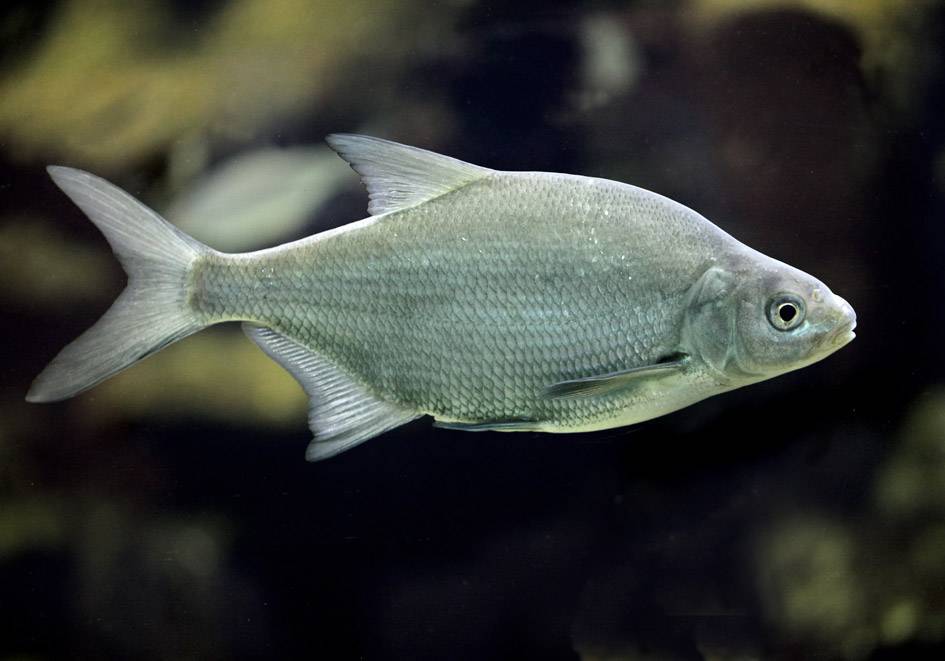 Рыба «Синец» фото и описание