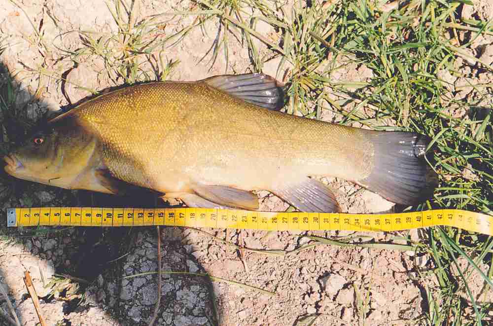 Рыба- линь — фото, видео, описание рыбы