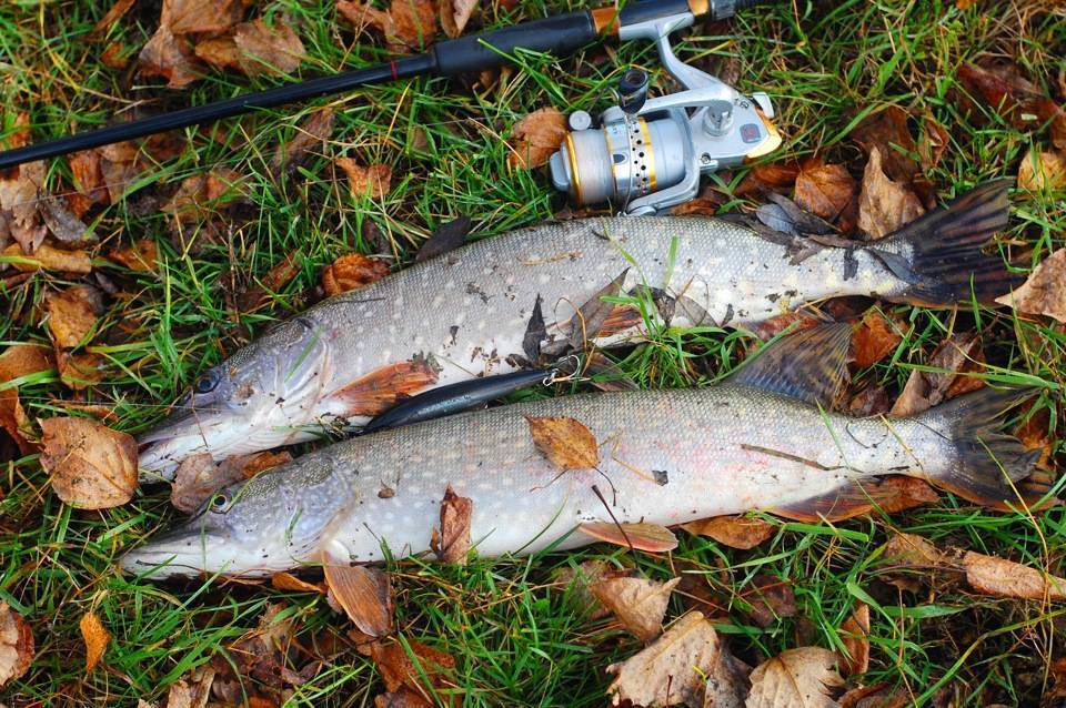 Ловля карпа осенью: на что ловить, лучшие наживки, особенности осенней рыбалки