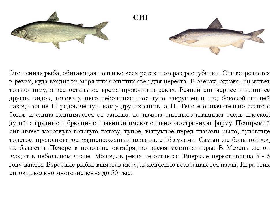 Байкальский омуль – описание рыбы, фото и видео