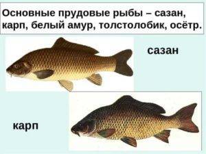 Чем отличается карп от сазана: 3 отличия и особенности рыб