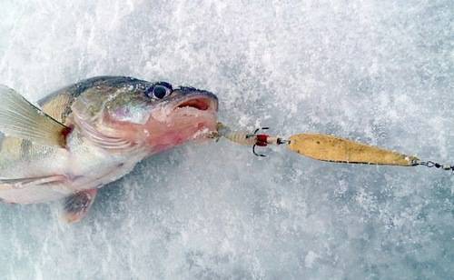 Ловля берша зимой – интересная рыбалка для продвинутых рыболовов и новичков