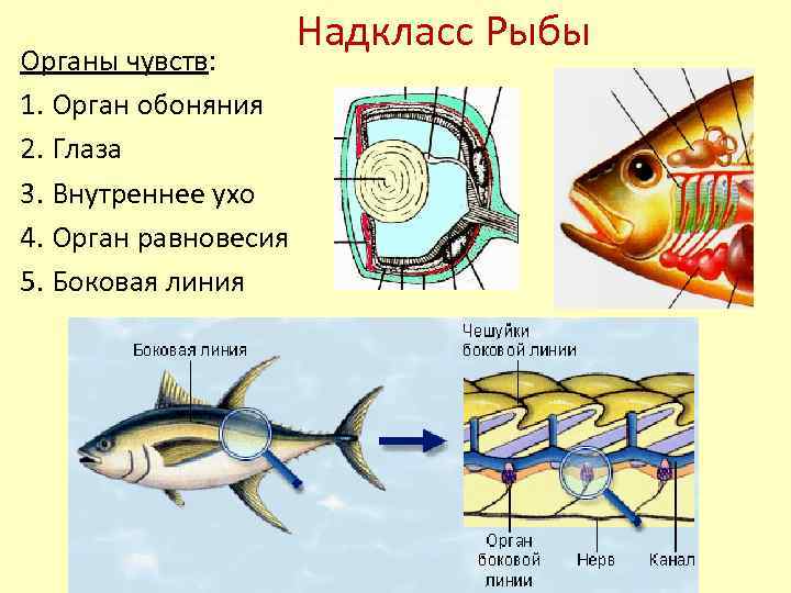 К какому классу относятся рыбы: особенности строения и жизненного цикла