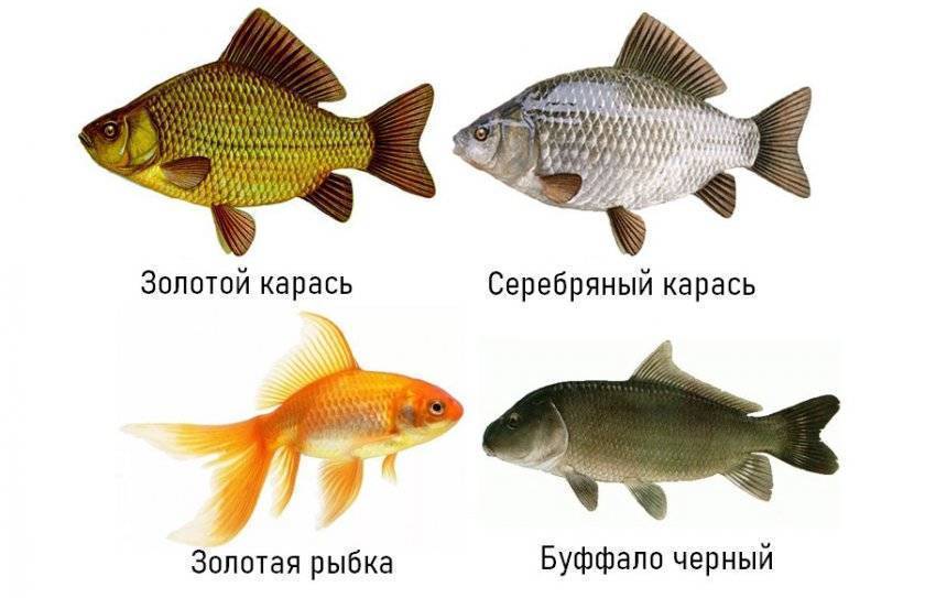 Карась (рыба) – описание, виды, чем питается, где обитает, фото