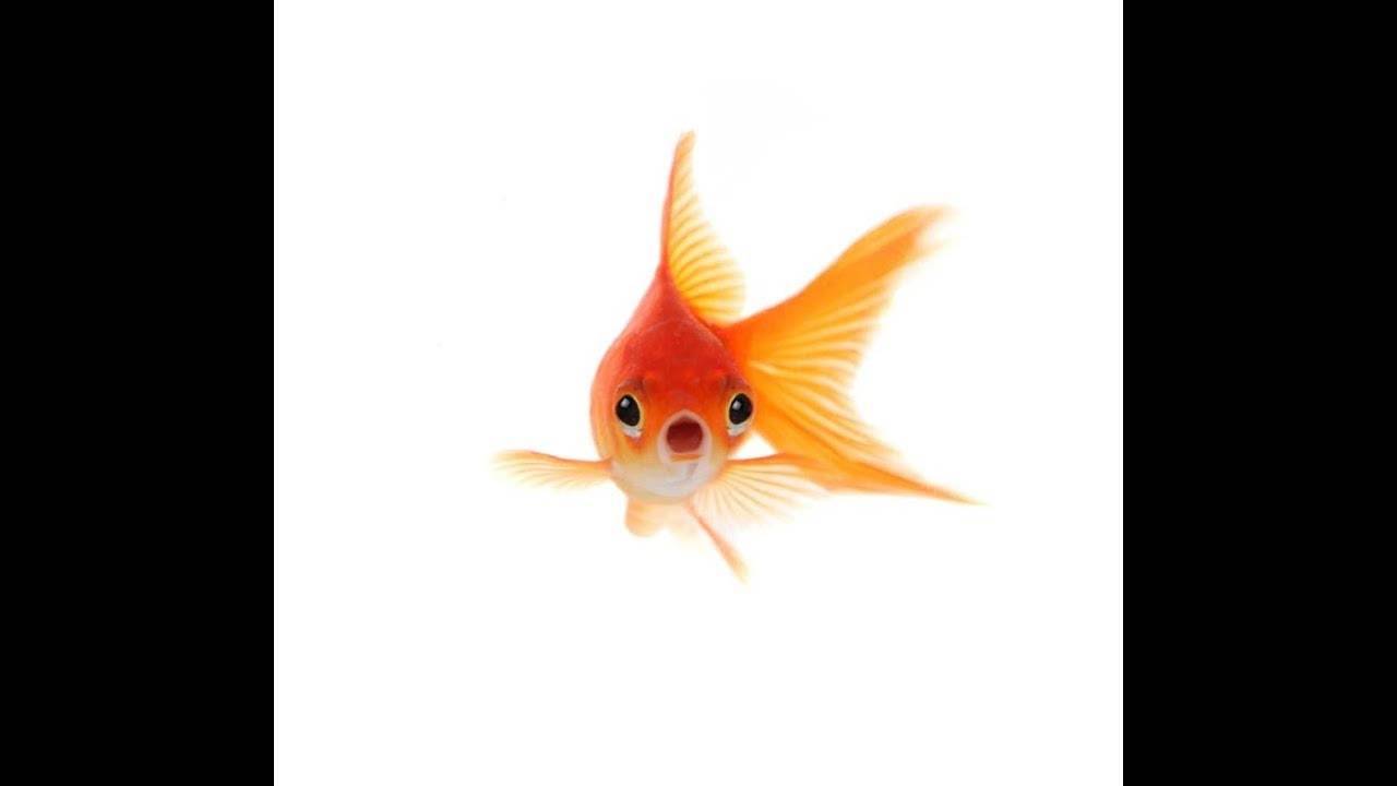 Память как у рыбки: объяснение понятия и какая память у рыб