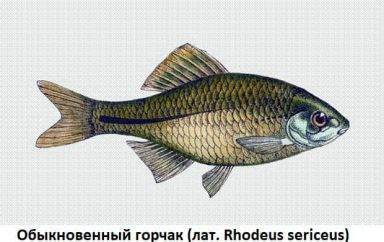 Рыба «Смарида обыкновенная» фото и описание