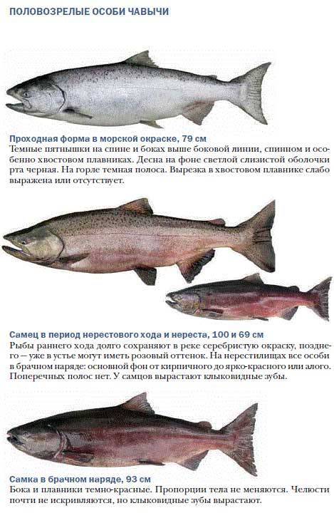 Дальневосточный лосось: разновидности, места обитания рыбы в россии