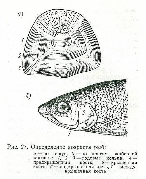 Болезни золотых рыбок: внешние признаки и лечение,фото,симптомы | аквариумные рыбки