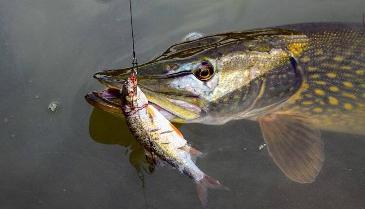 Ловля щуки на реке: секреты успешной рыбалки