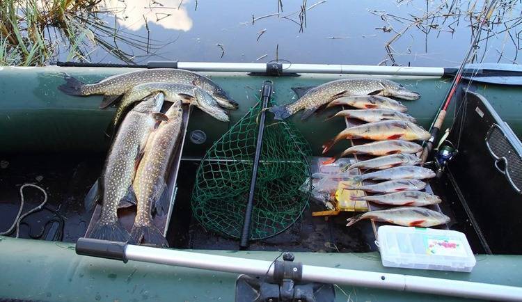 Лучшие места и базы для рыбалки в ленинградской области