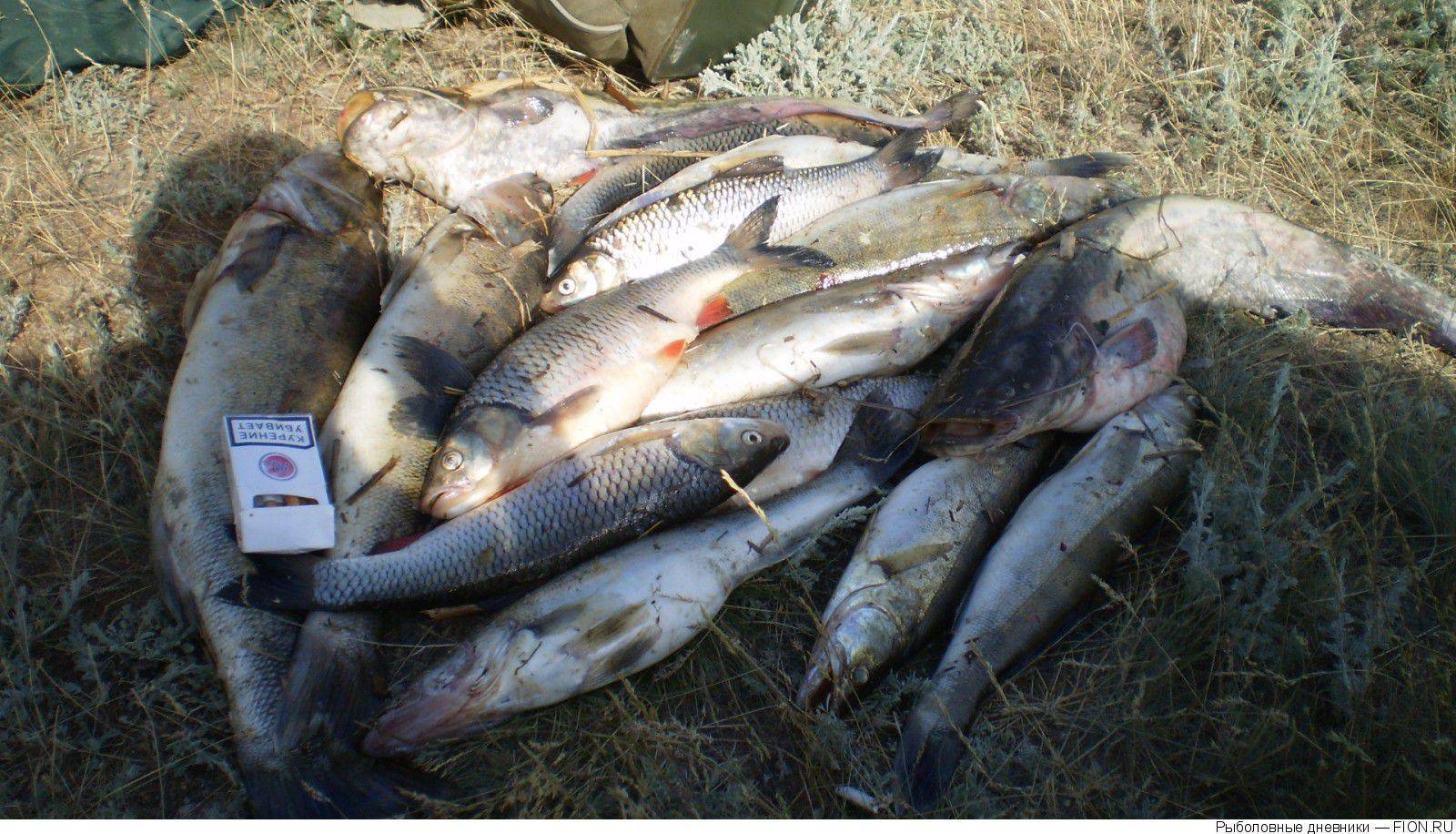 Рыбалка в саратовской области: лучшие места для рыбалки
