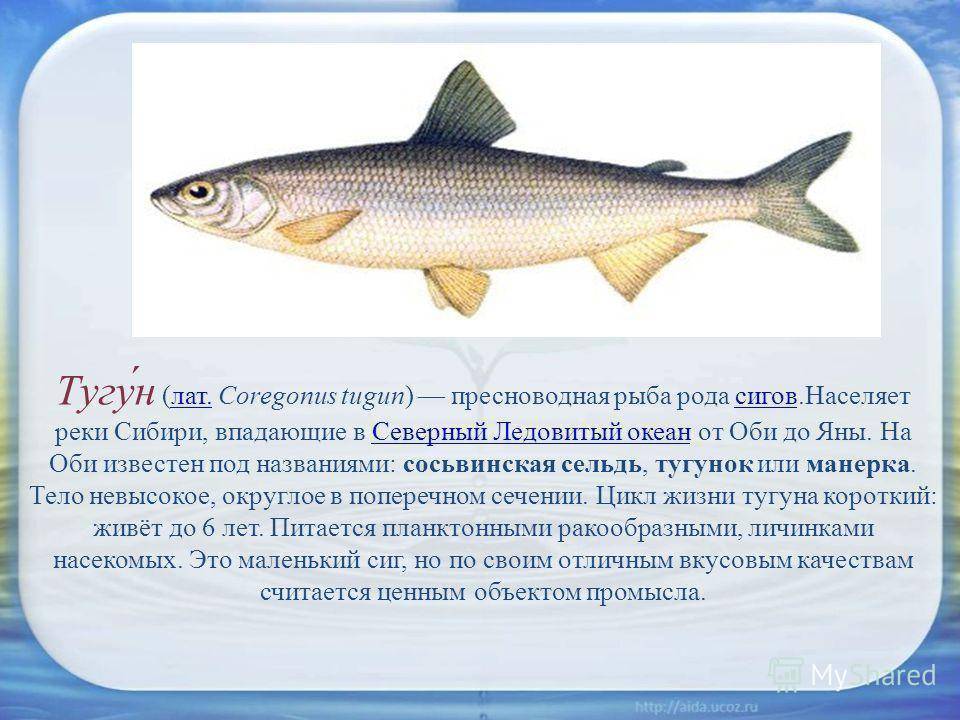 Рыба налим: описание, местообитание, размеры