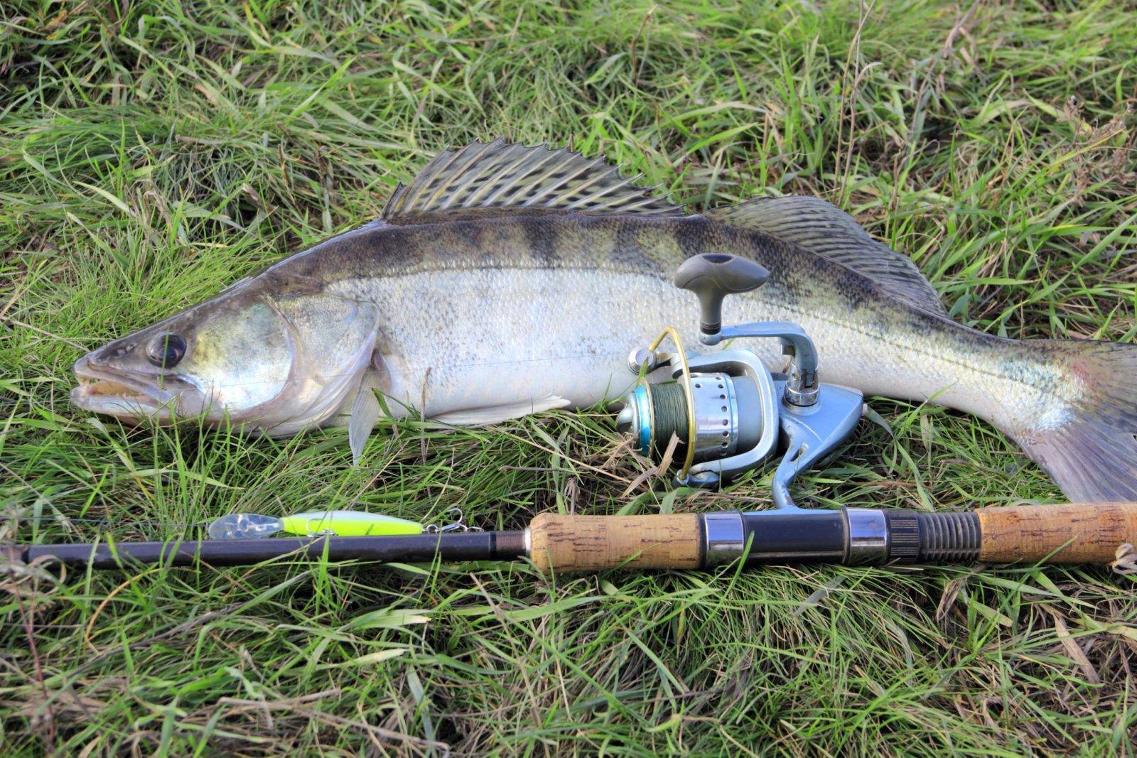 Рыбалка на спиннинг весной: как и когда можно начинать ловить рыбу, штрафы, особенности с берега на реках и озерах