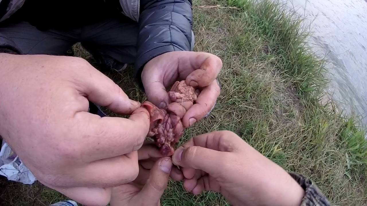 Ловля сома на куриную печень — особенности метода - рыбалка