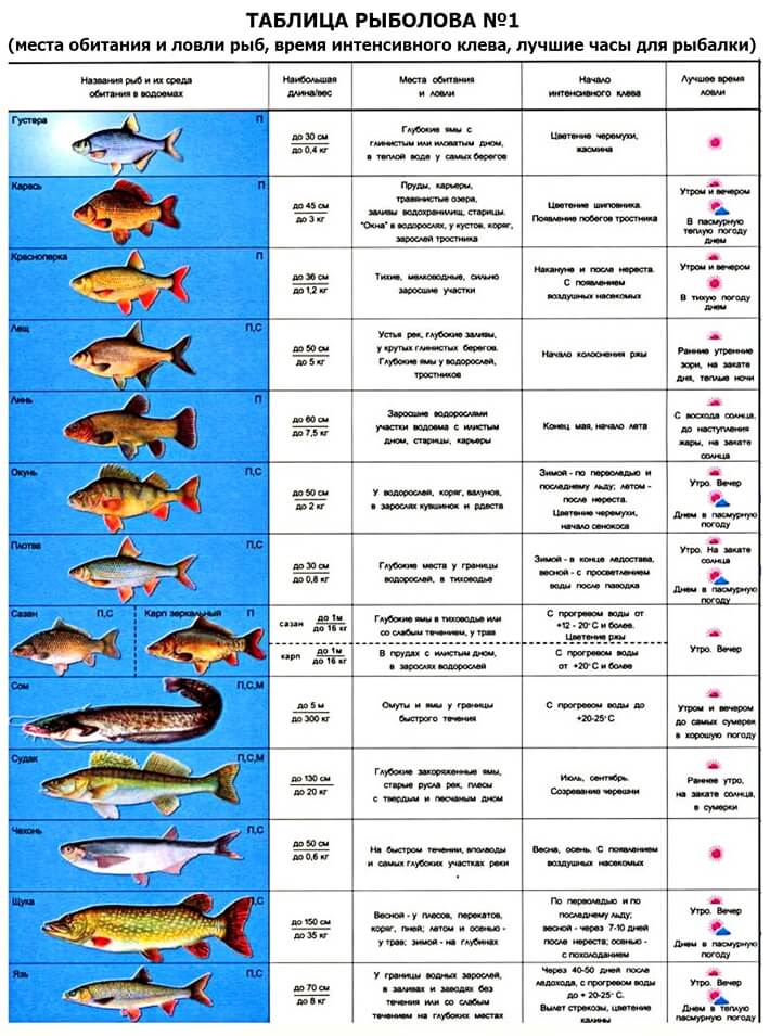 Нерест рыбы: особенности, период, места икрометания