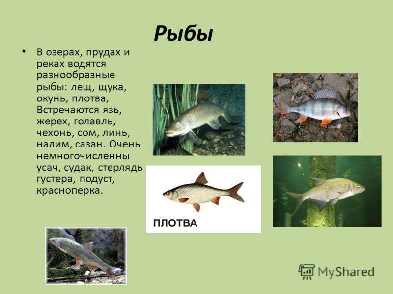 Рыбалка в волгоградской области: лучшие места на карте топ-10