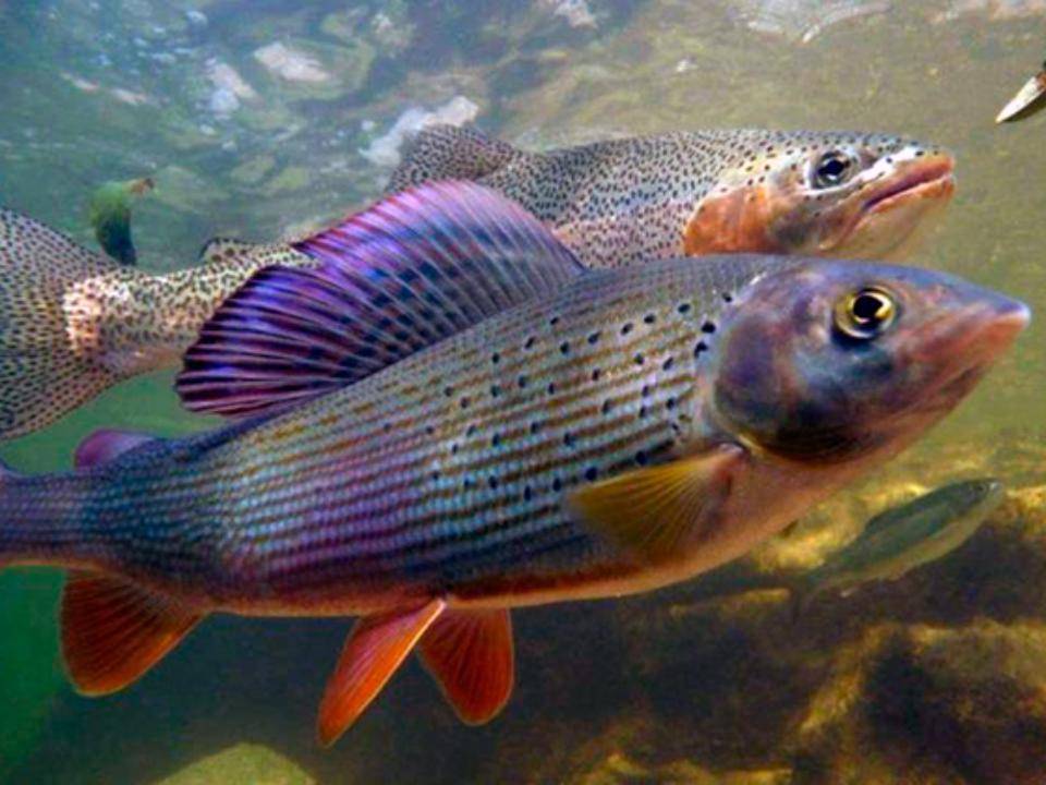 Рыба хариус: описание, где водится, внешний вид