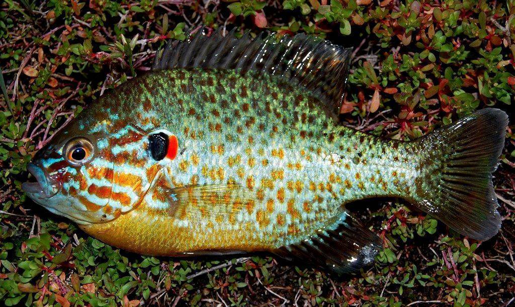 Жерех: описание и особенности рыбы. как ловить и можно ли вырастить?